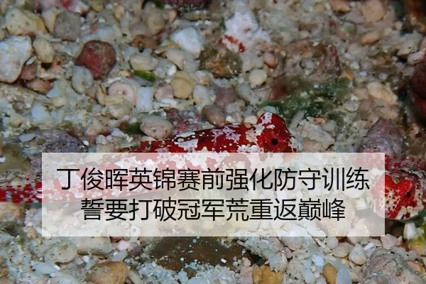 丁俊晖英锦赛前强化防守训练 誓要打破冠军荒重返巅峰